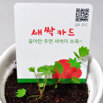 리틀가든 새싹 카드 (단품)